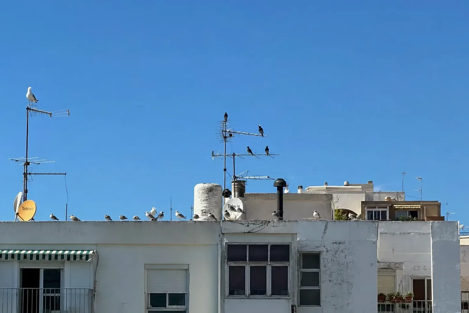 Control de aves urbanas en cubiertas y cornisas