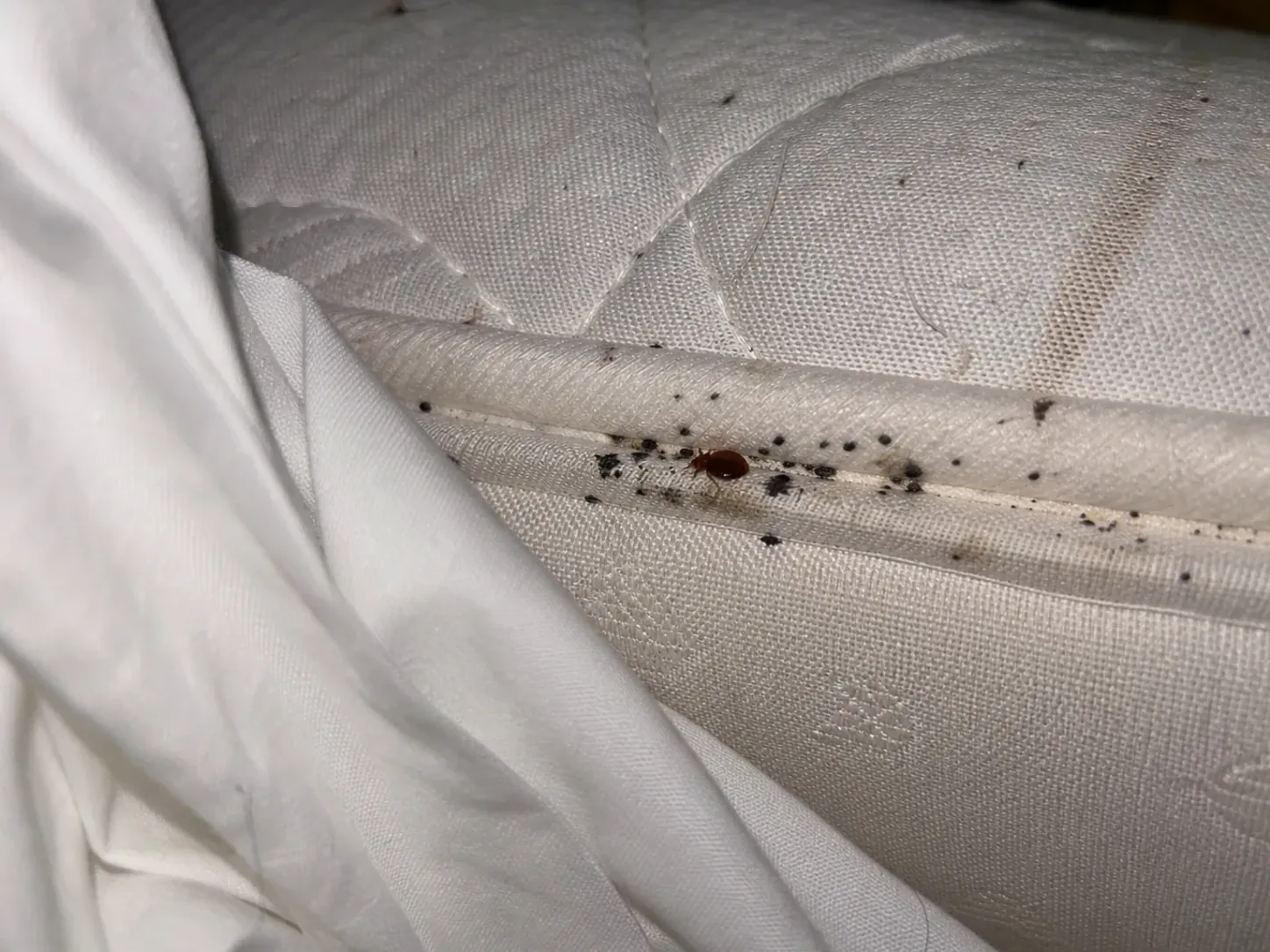 Chinche de cama en la costura de un colchón