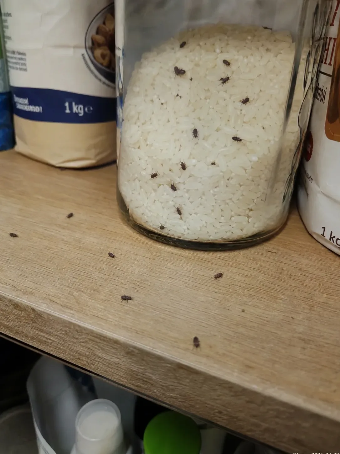 Montserratojos en un bote de arroz de la despensa