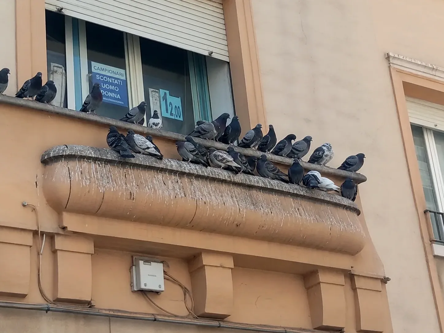 Palomas posadas en la cornisa de un edificio en La Garriga