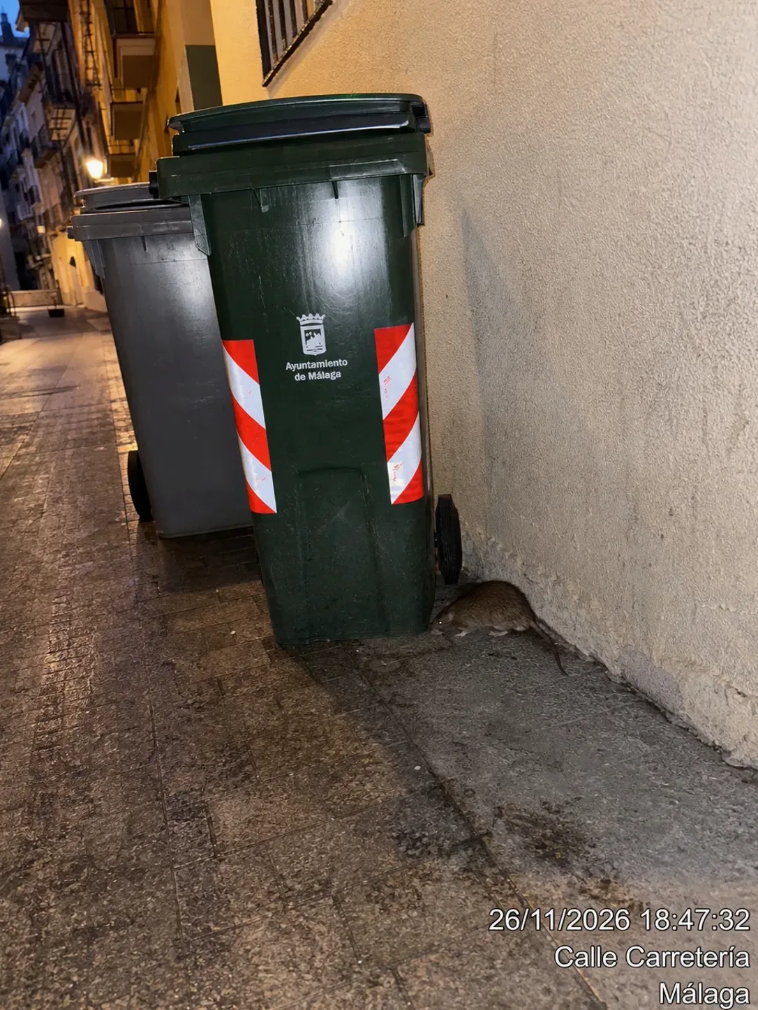 Tratamiento de ratas en La Garriga — GarrigaPlagas